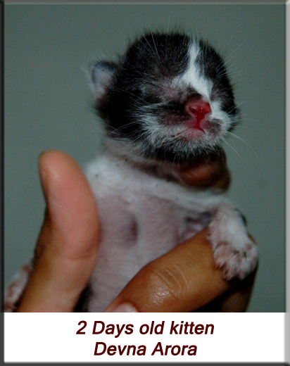 Devna Arora - New Born Kitten